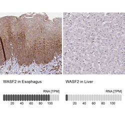 WASF2 Antibody, Novus Biologicals:Antibodies:Primary Antibodies